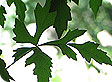Ampelopsis_pre