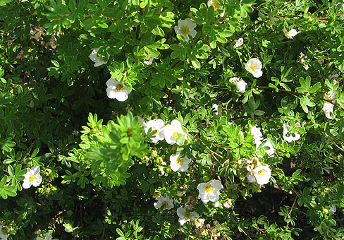 Dasiphora_4