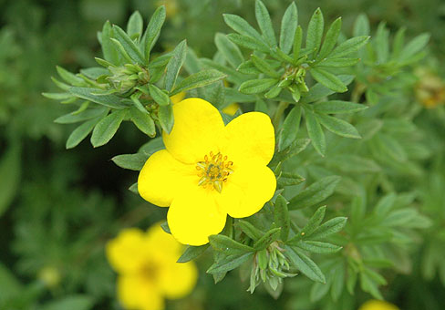 Dasiphora_5