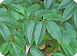 Phellodendron_pre