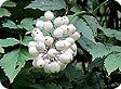 ACTAEA_pre