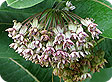 Asclepias_pre