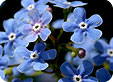 Brunnera_pre