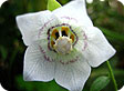 CODONOPSIS_pre
