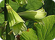 Cardiocrinum_pre