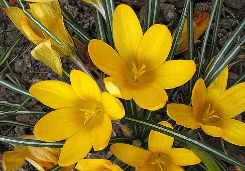 crocusPOU250409_064