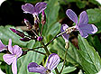 Dentaria_pre