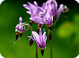 Dodecatheon_pre