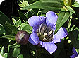 Gentiana_pre