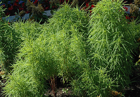 Kochia_1