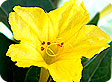 Mirabilis_pre