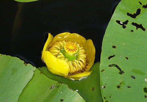 Nuphar_3