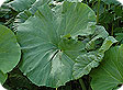 Petasites_pre
