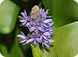 pontederia_pre