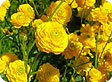 Ranunculus_pre