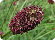 Sanguisorba_pre