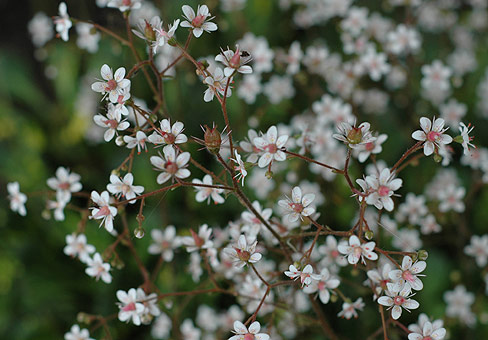 SaxifragaPOU110610_009