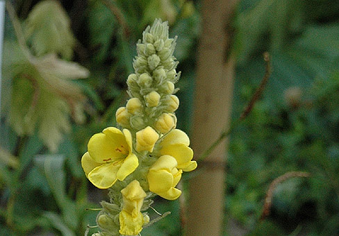 VerbascumPOU250607_187
