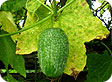 Echinocystis_pre