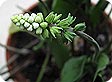 Drimiopsis_pre