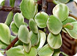 portulacaria_pre