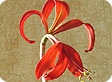 Sprekelia_pre