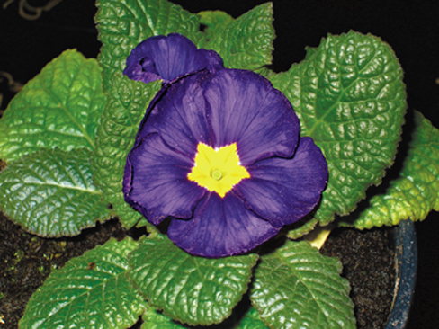 Color_Power_2