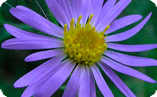 aster