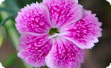 diantus
