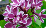syringa