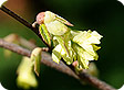 corylopsis_pre
