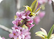 Daphne_pre