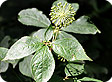Eleutherococcus-senticosus_