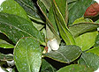 Gaultheria_pre