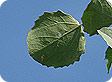 populus_pre