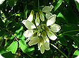 Robinia_pre