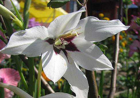 Acidanthera_2