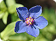 Anagallis_pre
