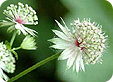 Astrantia_pre