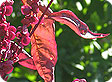 Atriplex_pre