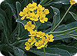 Aurinia-saxatilis_pre