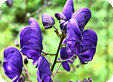 Aconitum_pre