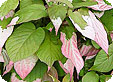 Actinidia_pre