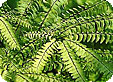 Adiantum_pre