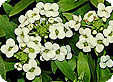 Alyssum_pre