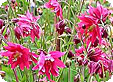 Aquilegia_pre