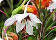 acidanthera_pre