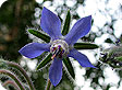 Borago_pre