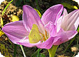 Colchicum_pre