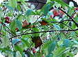 Euonymus_pre
